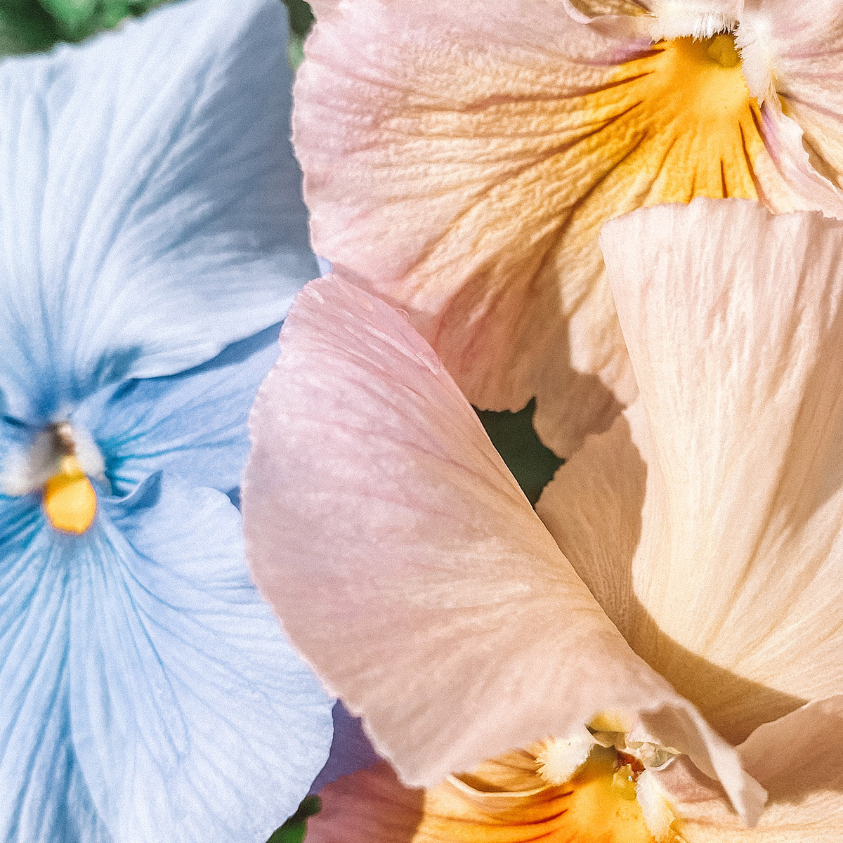 note olfattive di un profumo floreale con rosa e gelsomino