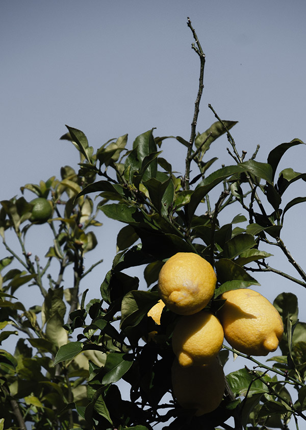 fragranza legnosa con sandalo e patchouli