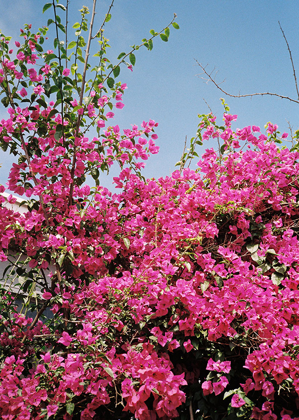 note olfattive di un profumo floreale con rosa e gelsomino