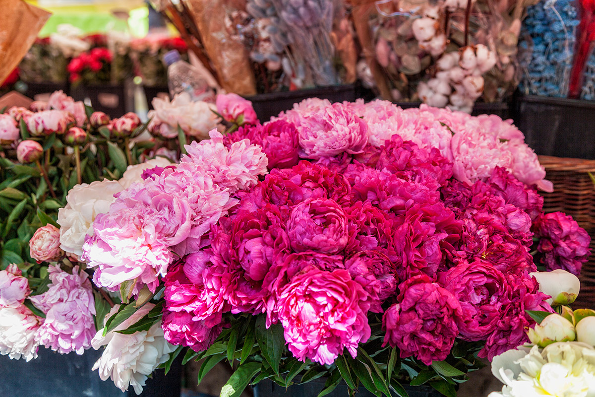 Rose di Sanremo